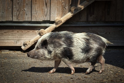 kunekune-6486992_960_720